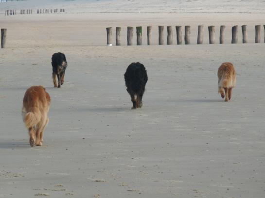 honden op het strand