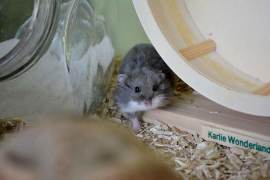 loopwiel hamster