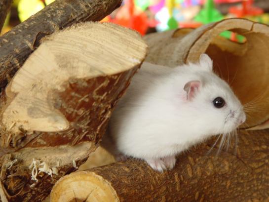 knaagmateriaal hamster